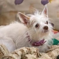 STELLICA - kleine Zaubermaus, Hündin zur Adoption