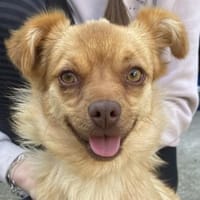 Holana, geb. 05/2024, 53879 Euskirchen, Hündin zur Adoption