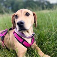 VIVI - lebenslustige Vagabundin, Hündin zur Adoption