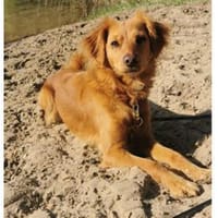 Sabina hofft auf zweite Chance, Hund zur Adoption
