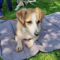 Mira, sehr sozial, menschenbezogen, lieb, Hündin zur Adoption