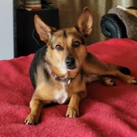 Bolita-interessiert,freundlich,dominant, Hündin zur Adoption