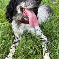 Lorenzo der liebe Charmeur / 82284, Hund zur Adoption