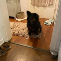 Kleiner Charmeur sucht seine Familie, Hund zur Adoption