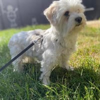 Leo und die Suche nach seinen Menschen, Hund zur Adoption