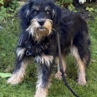 Tristan der nette Bub / 82284, Hund zur Adoption