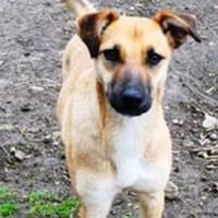 Monita ist so lieb und süß!, Hündin zur Adoption
