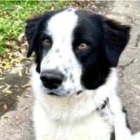 Toller Nico sucht tolle Menschen, Hund zur Adoption