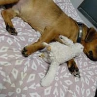 NANO - neugierig und begeistert spielen, Hund zur Adoption