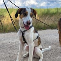 BENJAMIN möchte eine eigene Familie, Hund zur Adoption