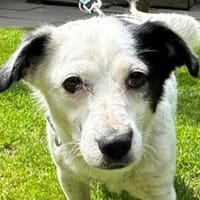 SUNNY-zierliche,freundliche Hündin,34 cm, Hündin zur Adoption
