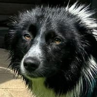 JASMIN- wunderschöne Hündin,52 cm, Hündin zur Adoption