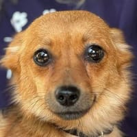 ABBY-niedliche,zutrauliche Hündin,28 cm, Hündin zur Adoption
