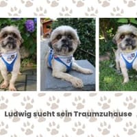 Ludwig hat d.süßesten Knopfaugen d. Welt, Hund zur Adoption