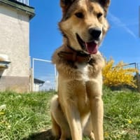 Phil loyaler Junghund sucht sein Zuhause, Hund zur Adoption