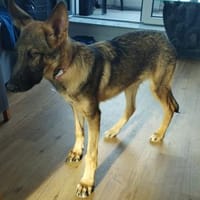 Balto Traumschäfimix jetzt in Pflege, Hund zur Adoption