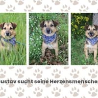 Gustav sucht seine Herzensmenschen, Hund zur Adoption