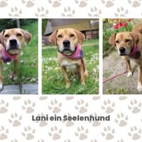 Lani  16,5 kg- ein Seelenhund, Hündin zur Adoption