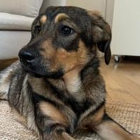 Hera sucht ein neues Zuhause, Hündin zur Adoption