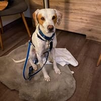 Taco, Hund zur Adoption