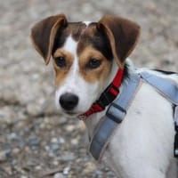 Schenken Sie Carmina Ihre Liebe?, Hündin zur Adoption