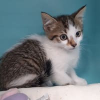 Jambo, chat à adopter