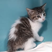 Jagger, chat à adopter