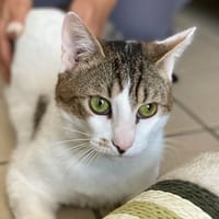 Belami, chat à adopter