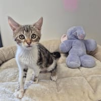 ARTUS, chat à adopter