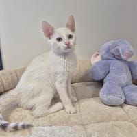 AXEL, chat à adopter