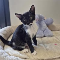 ANDY, chat à adopter