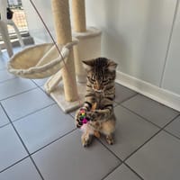 VEGAS, chat à adopter