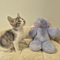 ASTIS, chat à adopter