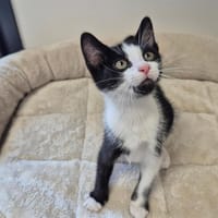 ARTUR, chat à adopter