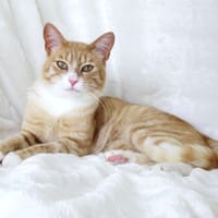 Grendel, chat à adopter