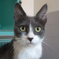 Artymancie, chatte à adopter