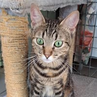ORGRIS, chatte à adopter