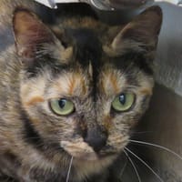 MISS, chatte à adopter