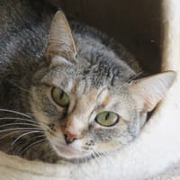 DRAGIBUS, chatte à adopter