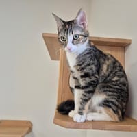 TAYA, chatte à adopter