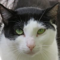 CHUPA, chatte à adopter