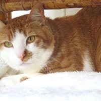 Orgue, chat à adopter
