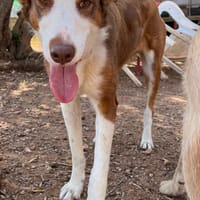 EDITH, chienne à adopter