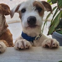 ALMOND (Maria), chien à adopter