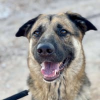 RON (Maria), chien à adopter