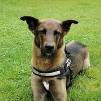Jerry3 sucht ein Zuhause/Pflegestelle, Hund zur Adoption
