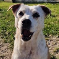 Onawa1 sucht eine Dauerpflegestelle, Hündin zur Adoption