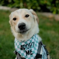 freundl.Junghund Georg sucht Familie, Hund zur Adoption
