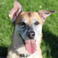 Tara, Hündin zur Adoption