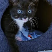 Lotte, Katze zur Adoption